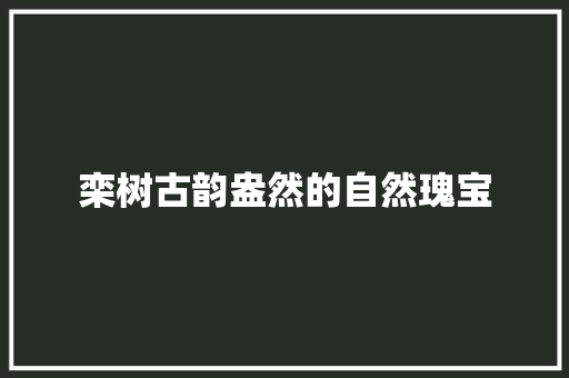 栾树古韵盎然的自然瑰宝